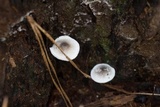 Lepiota atrodisca image