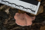 Phlebia incarnata image