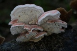 Phlebia incarnata image