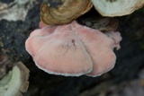 Phlebia incarnata image