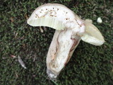 Boletus variipes image