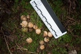 Calostoma ravenelii image