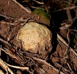 Scleroderma polyrhizum image