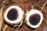 Scleroderma polyrhizum image