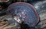 Nigroporus vinosus image