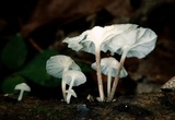 Tetrapyrgos nigripes image