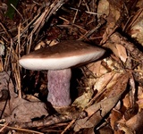 Tylopilus plumbeoviolaceus image