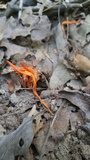 Clavulinopsis aurantiocinnabarina image