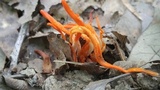 Clavulinopsis aurantiocinnabarina image
