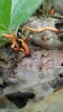 Clavulinopsis aurantiocinnabarina image