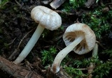 Marasmiellus omphaliformis image