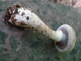 Cortinarius torvus image