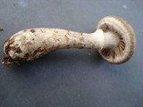 Cortinarius torvus image