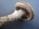 Cortinarius torvus image