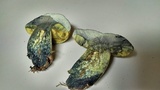 Alessioporus rubriflavus image