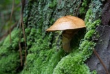 Suillus cothurnatus image