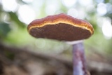 Ganoderma curtisii image