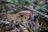 Ganoderma curtisii image