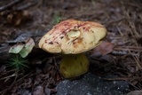 Alessioporus rubriflavus image