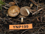 Pholiota highlandensis image