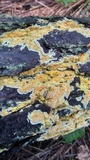 Fibroporia radiculosa image