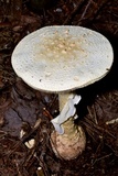 Amanita subcokeri image