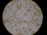 Pholiota highlandensis image
