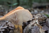 Lactarius volemus image