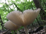 Megacollybia rodmanii image