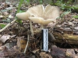 Megacollybia rodmanii image