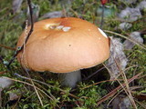 Russula decolorans image