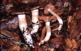 Entoloma ferruginans image