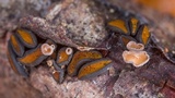 Unguiculariopsis ravenelii image