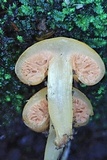 Macrocystidia reducta image
