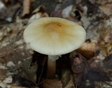 Amanita brunnescens image