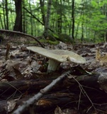 Russula crustosa image