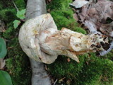 Retiboletus griseus image