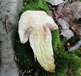 Retiboletus griseus image