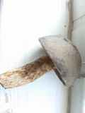 Retiboletus griseus image