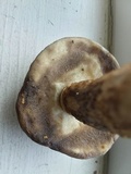 Retiboletus griseus image