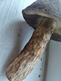 Retiboletus griseus image