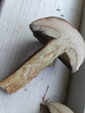 Retiboletus griseus image