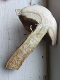 Retiboletus griseus image