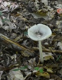 Amanita sect. Vaginatae image