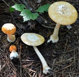 Amanita roseitincta image