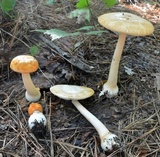 Amanita roseitincta image