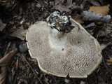 Sarcodon imbricatus image