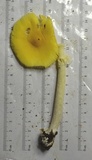 Amanita banningiana image