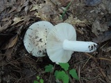 Russula modesta image