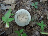 Russula modesta image